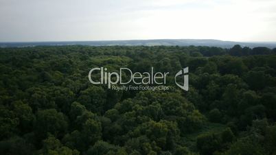 aerial shot of woodland