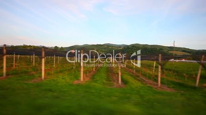 driving a car through the countryside vineyard