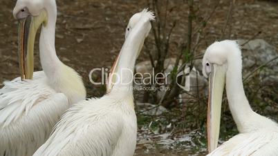 Three pelicans cleaning their feathers