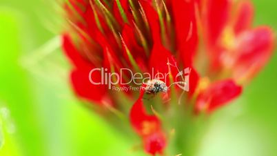 Small bug on a Crimson clover flower