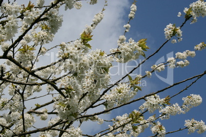 Kirschbaum blühend