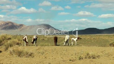 wildpferde in der wüste, horses black rock desert