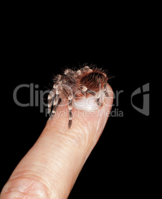 young acanthoscurria geniculata
