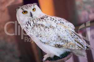 Great Horned Owl