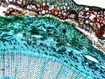 Pine Wood micrograph