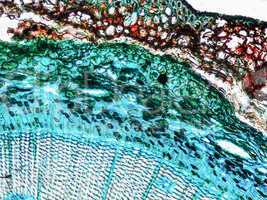 Pine Wood micrograph