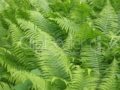 Ferns leaves