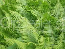 Ferns leaves