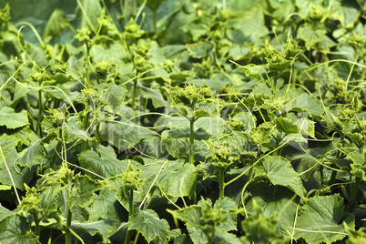 Rapidly growing cucumber seedlings