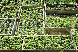 Sweet pepper seedlings sown in the wooden boxes