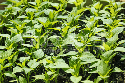 Sweet pepper seedling rows before planting