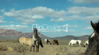 Wildpferde in der Wüste, Horses in Black Rock Desert