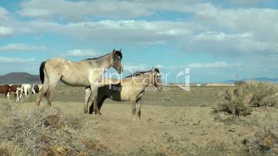 Wildpferde in der Wüste, Horses in Black Rock Desert