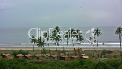 Palm trees on the coast of Goa in India