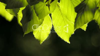 leaves in  gentle motion