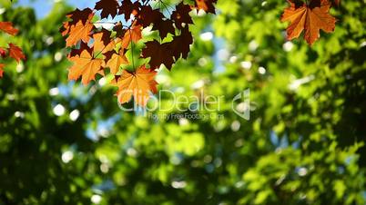 Maple leaves in the wind background