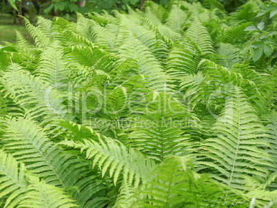 Ferns leaves