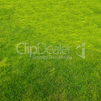 Green grass background