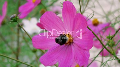 Bumblebee pollinating cosmos flower