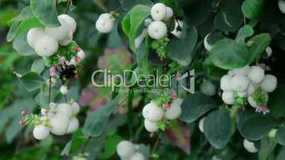 Waxberry