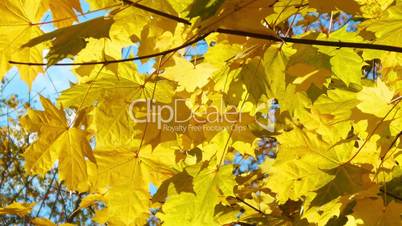 Branch autumn maple leaves