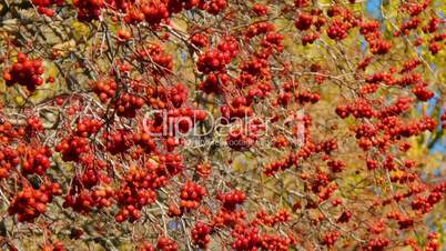 Autumn hawthorn branch