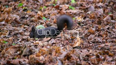 Black squirrel looking for food under leaves