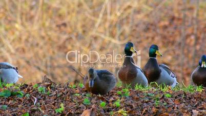 Ducks looking for food in grass