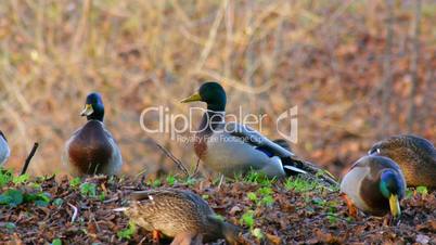 Ducks looking for food under leaves