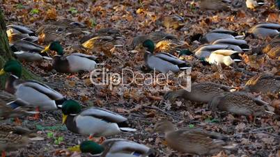 Flock of ducks is preparing for migration