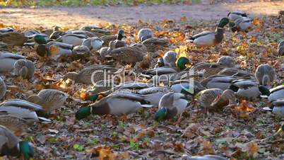 Flock of ducks is looking for food in grass