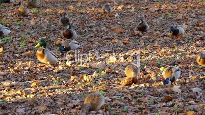 Flock of ducks