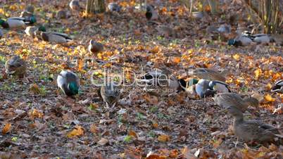 Flock of ducks is looking for food under leaves