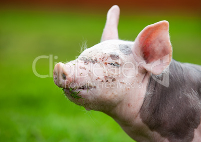 young pig on a green grass