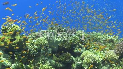 Tropical Fish on Vibrant Coral Reef, Red sea