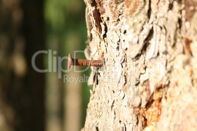 Rusty nail in the trunk of a tree