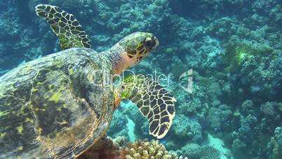 Turtle Swimming over Coral Reef, Red sea