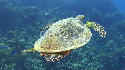 turtle swimming over coral reef, red sea