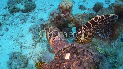 Turtle Swimming over Coral Reef, Red sea