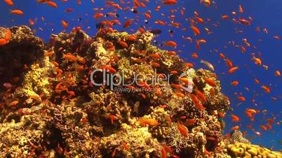 tropical fish on vibrant coral reef, red sea