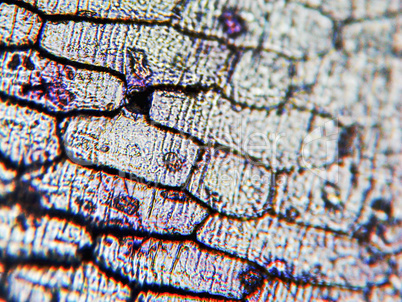 Onion epidermus micrograph