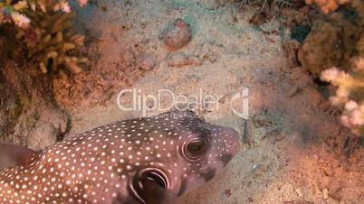 pufferfish on coral reef, red sea
