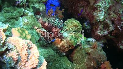 African lionfish on Coral Reef, Red sea