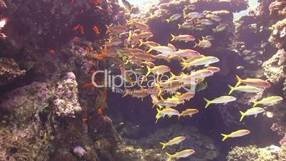 tropical fish on vibrant coral reef, red sea