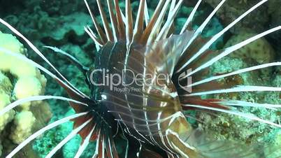 african lionfish on coral reef, red sea