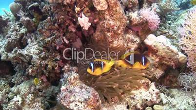 clown anemonefish in coral reef, red sea