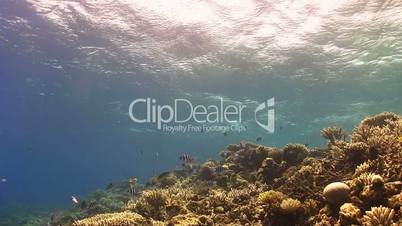 waves of the sea over the coral reef, view from underwater