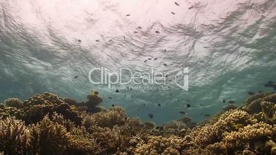 Waves of the sea over the coral reef, view from underwater