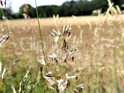 Blüte auf dem Acker