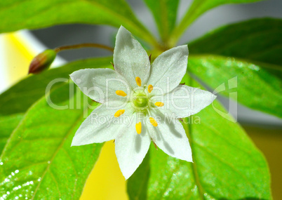 Siebenstern Blume